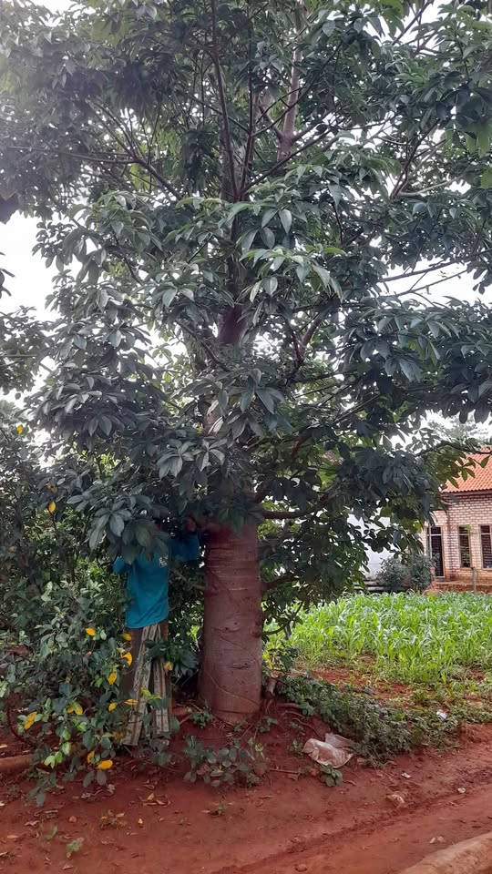 jual pohon baobab