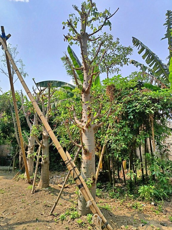 jual pohon baobab