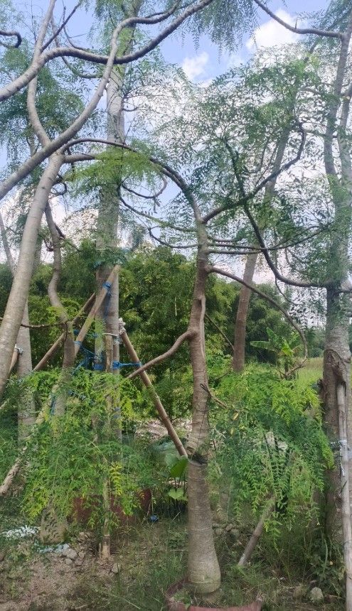jual pohon moringa afrika kelor afrika (1)