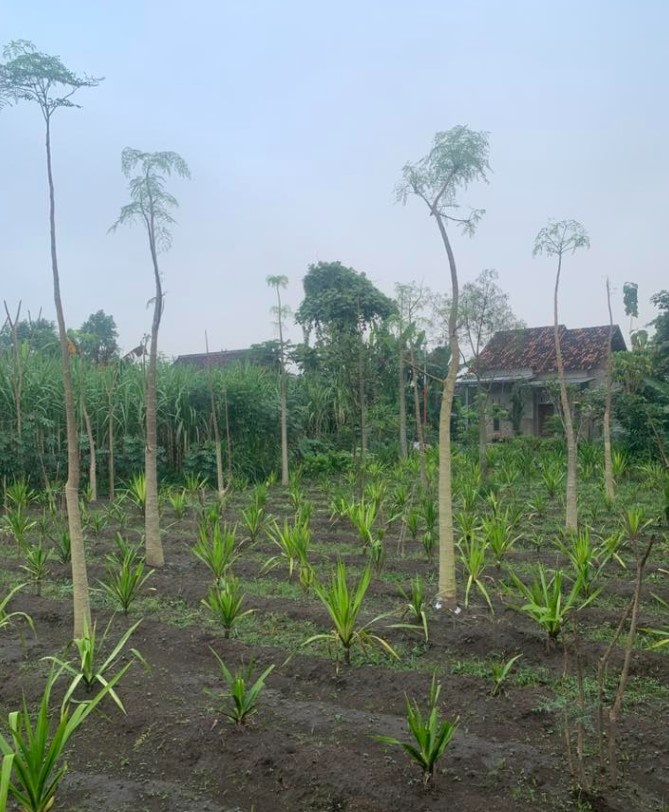 jual pohon moringa afrika kelor afrika (1)