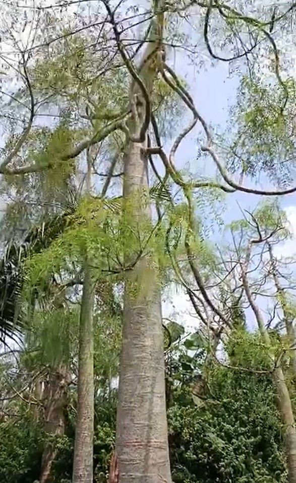 jual pohon moringa afrika
