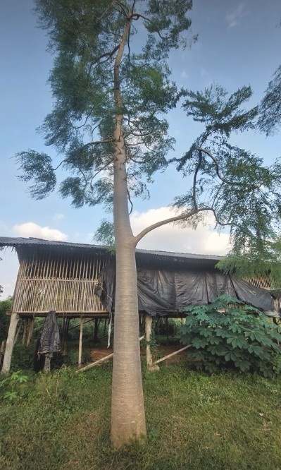jual pohon moringa afrika kelor afrika (1)