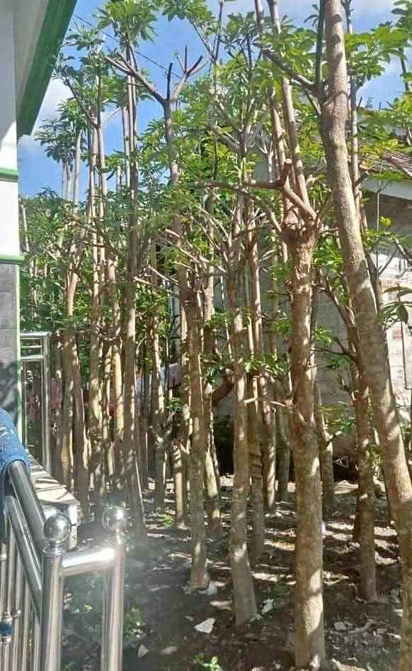 Jual Pohon Pule