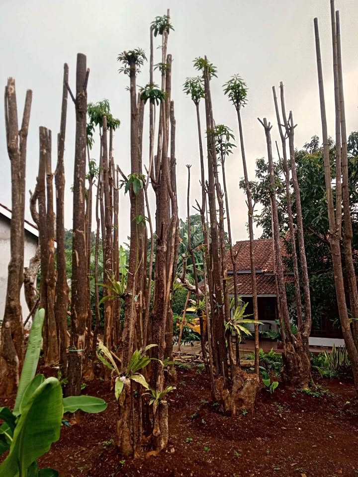 Jual Pohon Pule