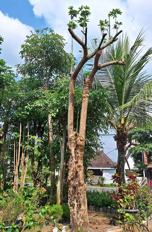 Jual Pohon Pule