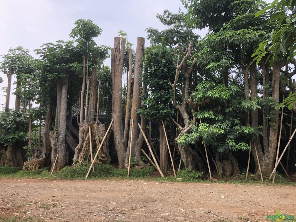 Jual Pohon Pule
