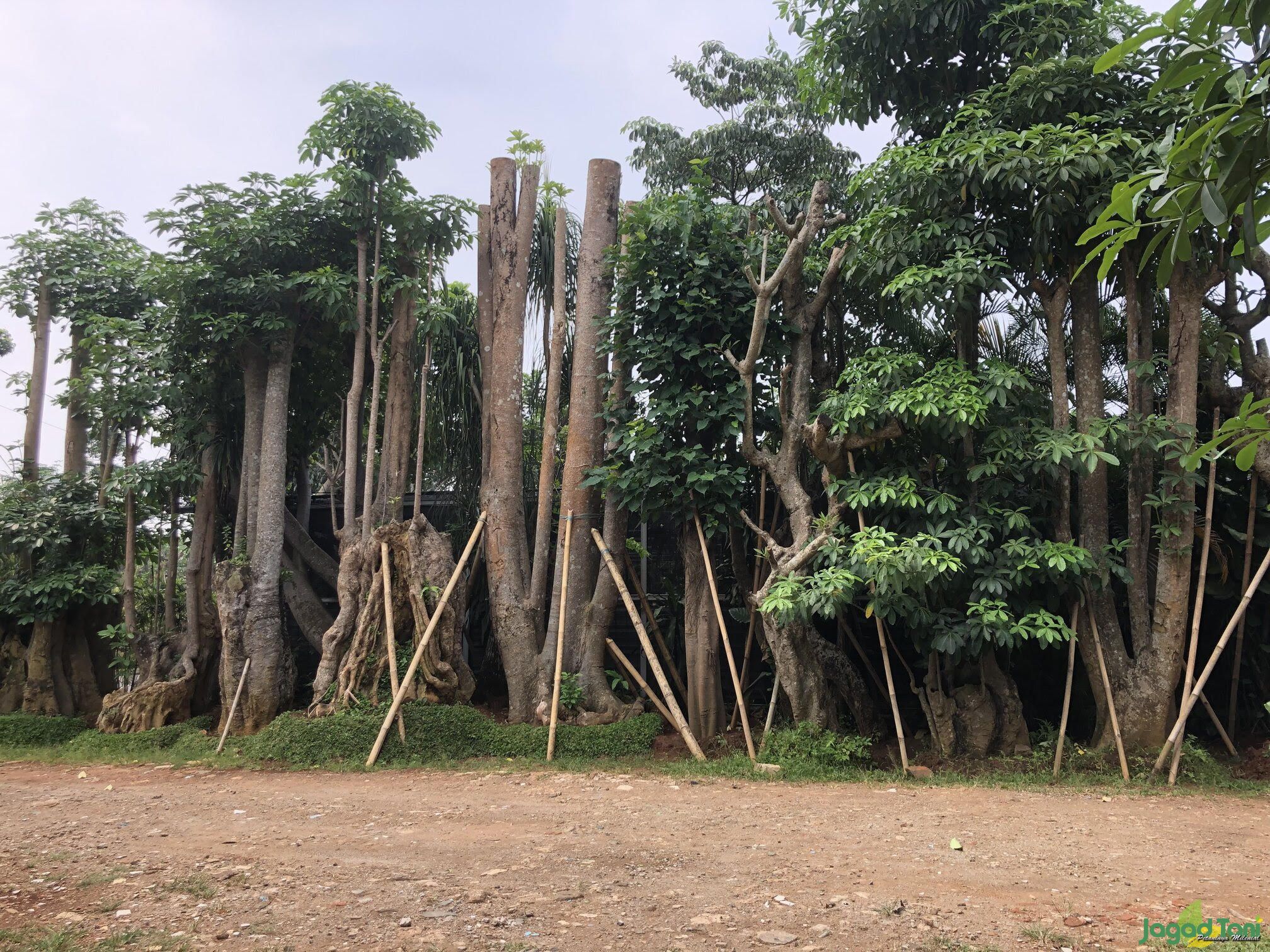 Jual Pohon Pule