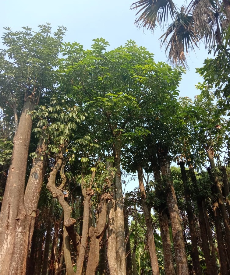 Jual Pohon Pule