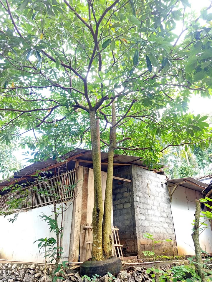 Jual Pohon Pule