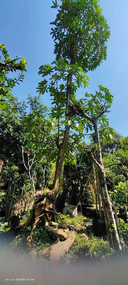 Jual Pohon Pule