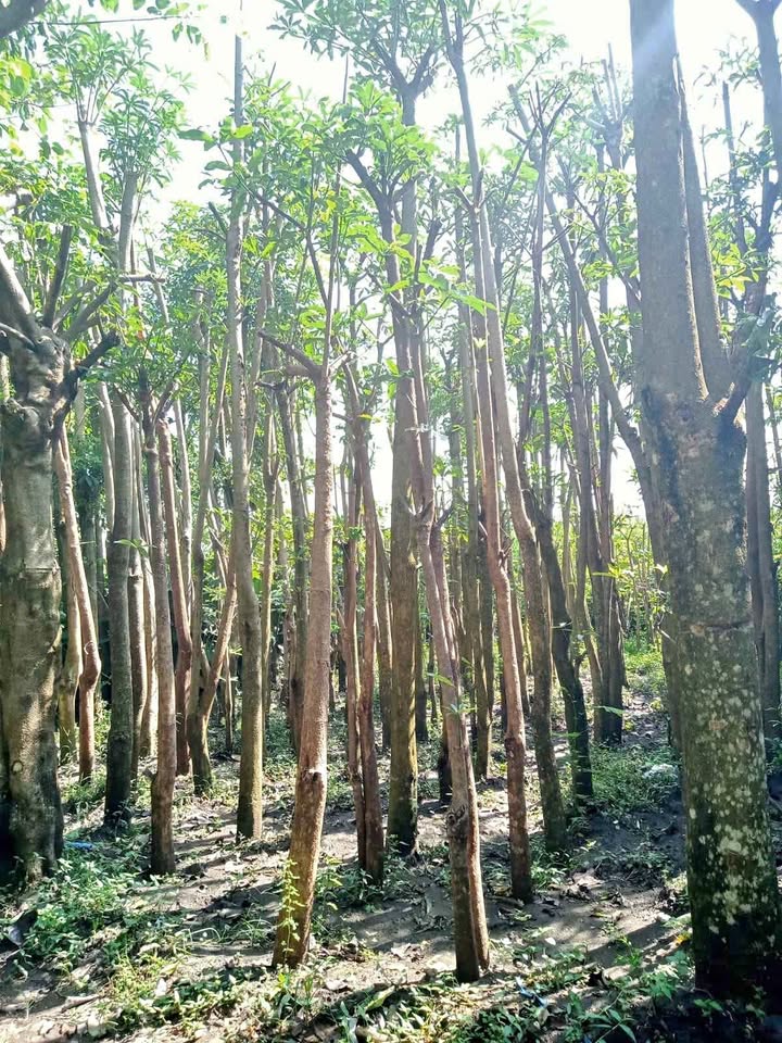 Jual Pohon Pule