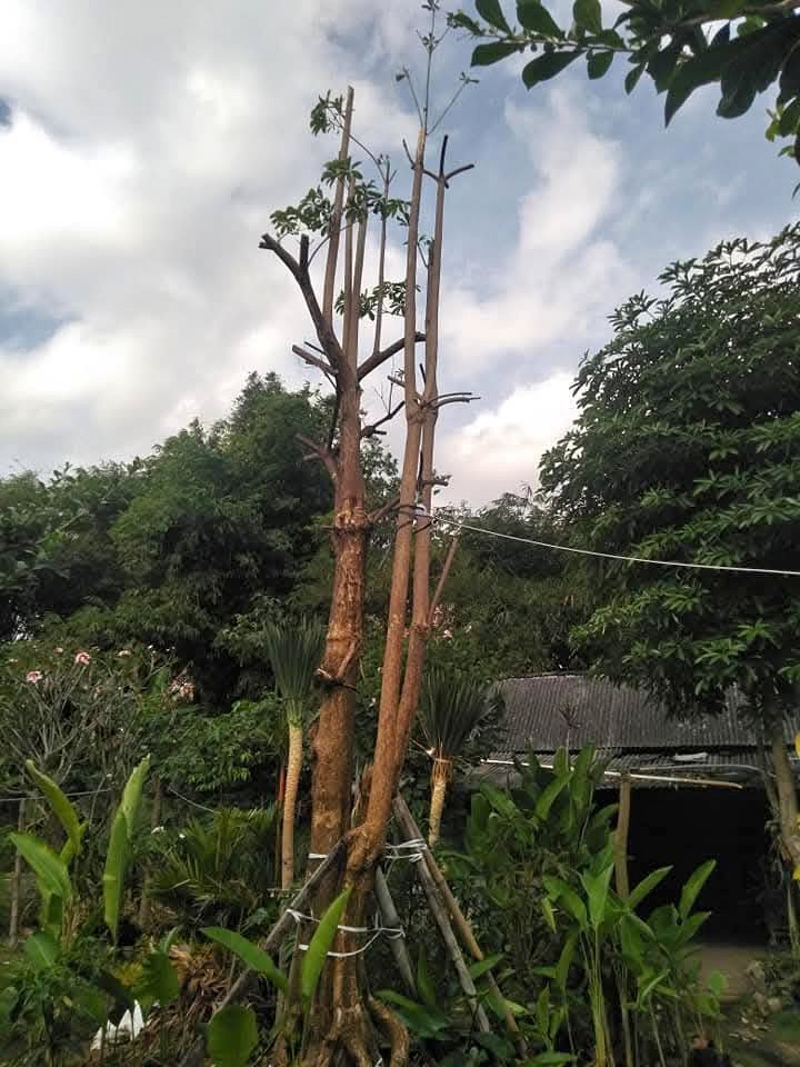 Jual Pohon Pule