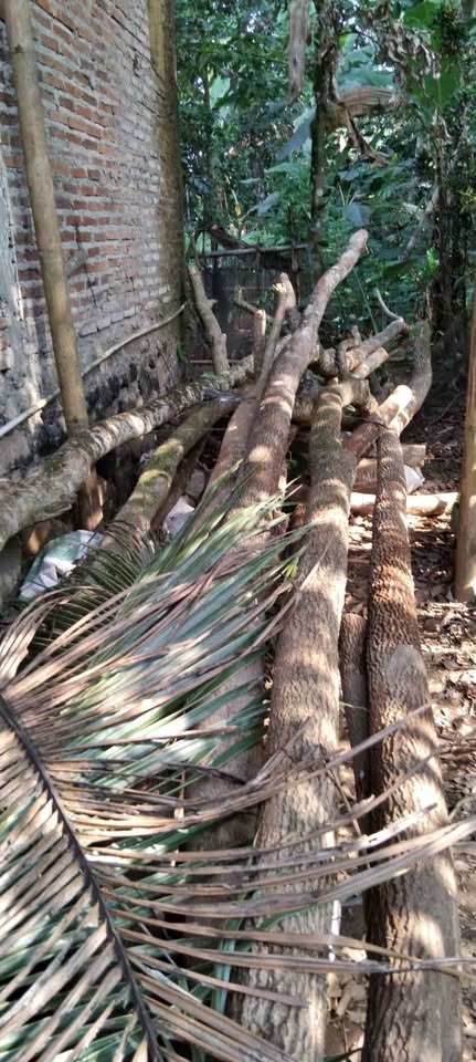 jual pohon trembesi