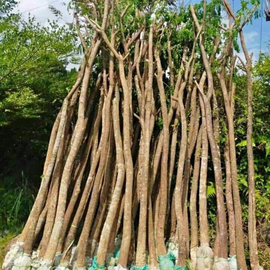jual pohon trembesi