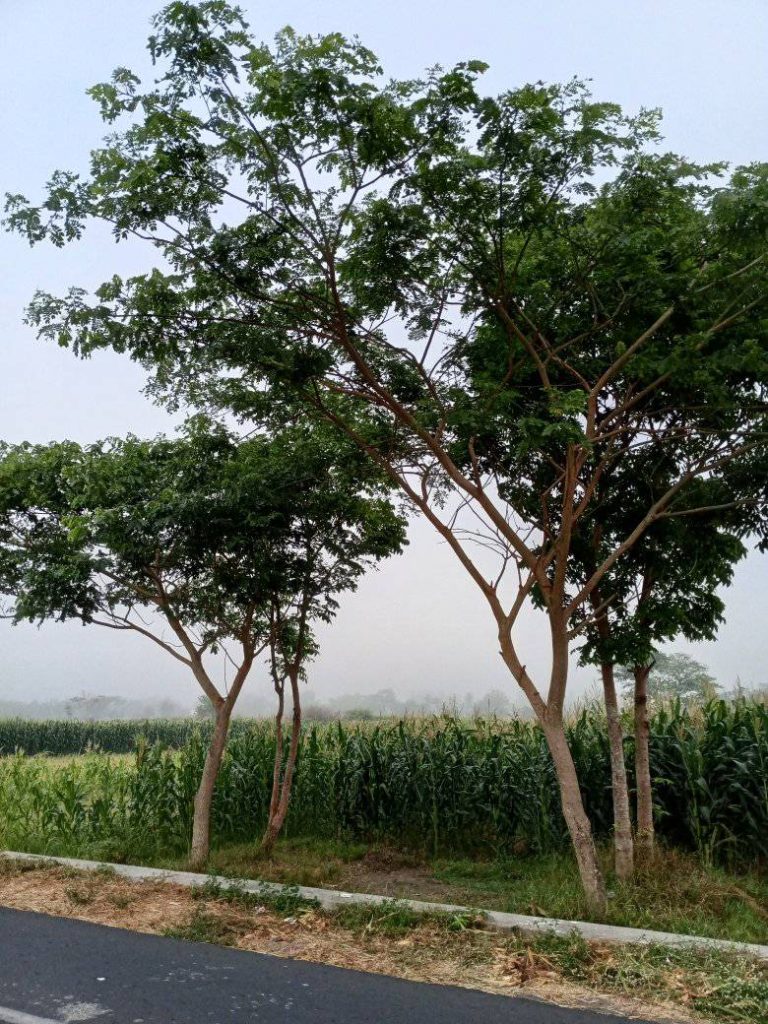 jual pohon trembesi