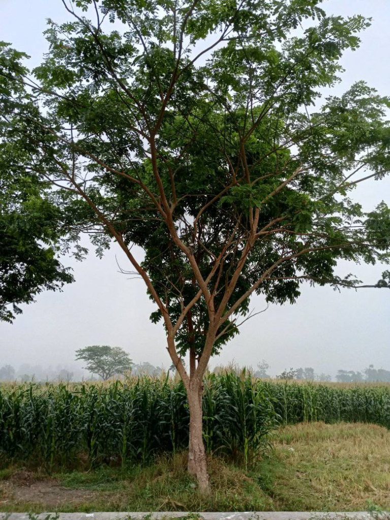 jual pohon trembesi