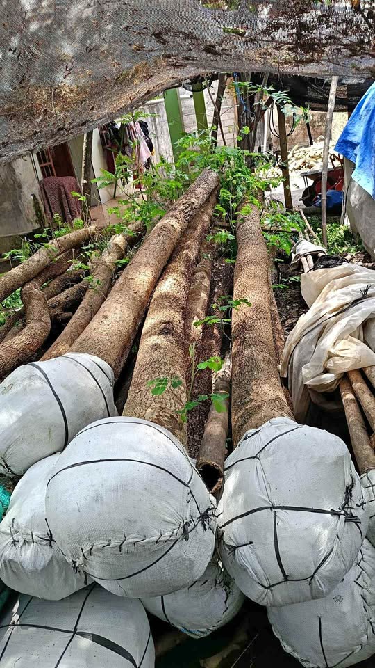 jual pohon trembesi