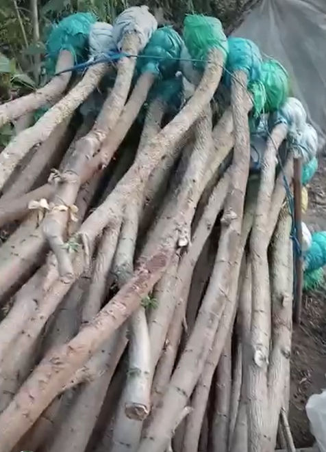 jual pohon trembesi