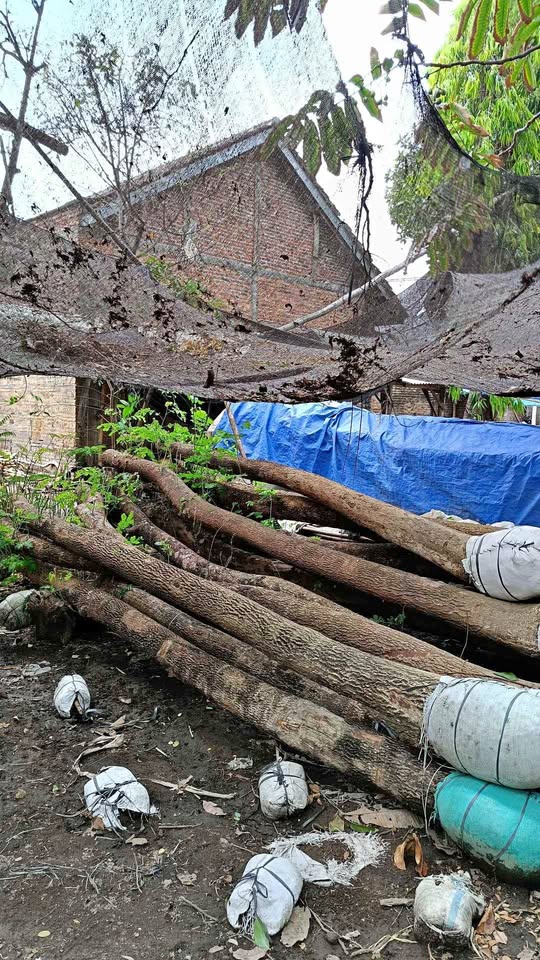 jual pohon trembesi