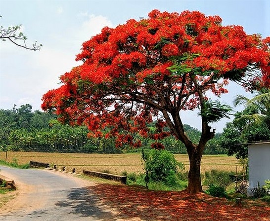 Jual Pohon Flamboyan Jakarta Utara