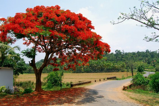 Jual Pohon Flamboyan di Jakarta