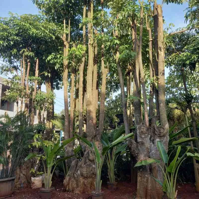Jual Pohon Pule Bandung