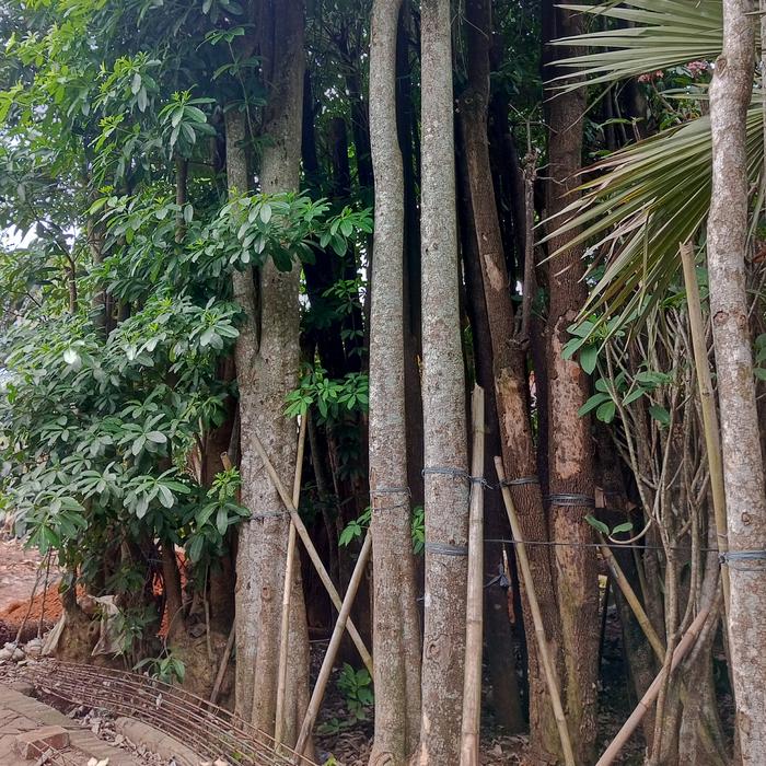 Jual Pohon Pule Bogor