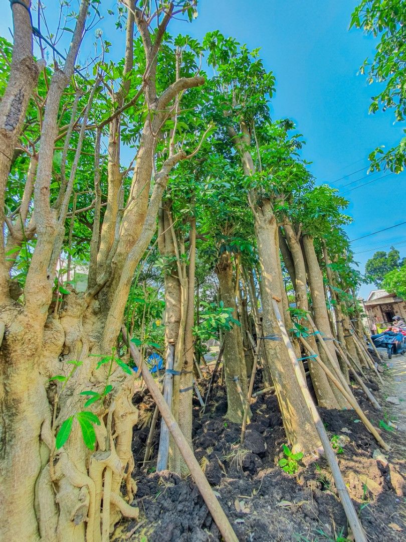 Jual Pohon Pule Depok