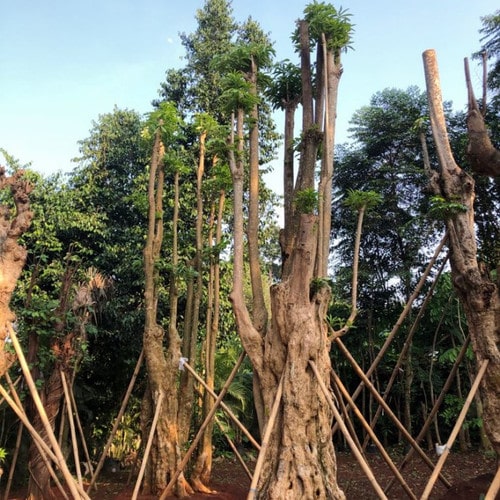 Jual Pohon Pule Serang