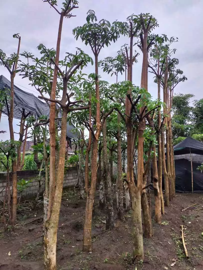 Jual Pohon Pule Tangerang Selatan