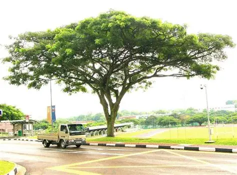 Jual Pohon Trembesi Jakarta Pusat