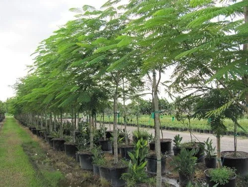 jual pohon flamboyan tinggi 2 meter