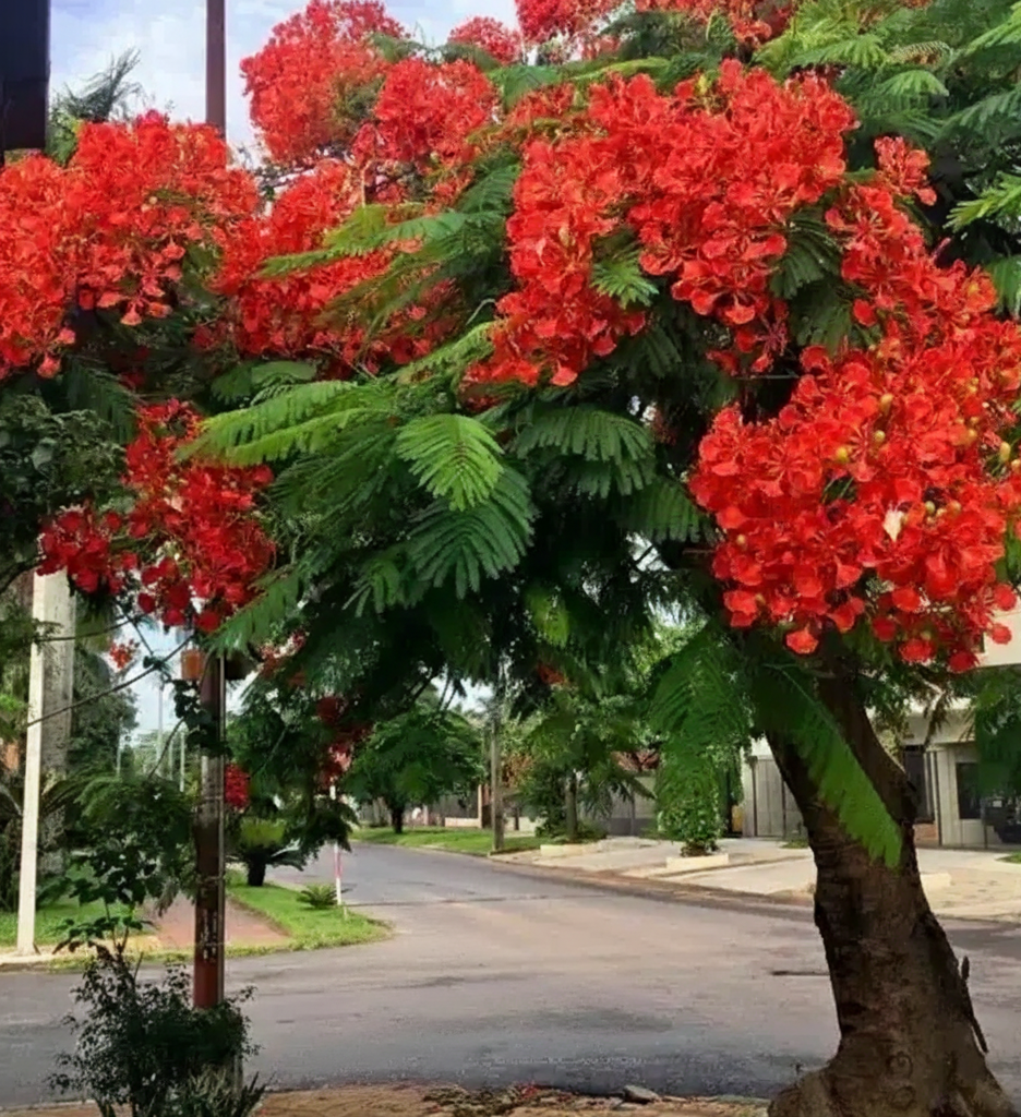 jual pohon flamboyan tinggi 3 meter``