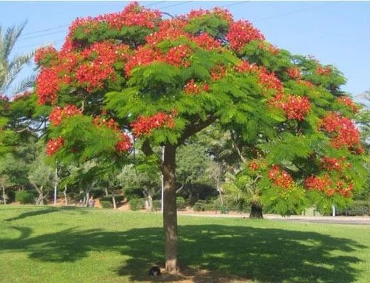 jual pohon flamboyan tinggi 5 meter