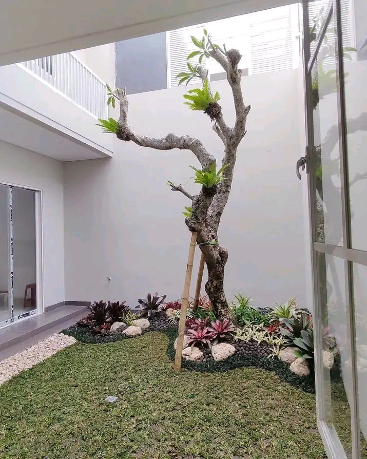 jual pohon kamboja fosil tinggi 2 meter